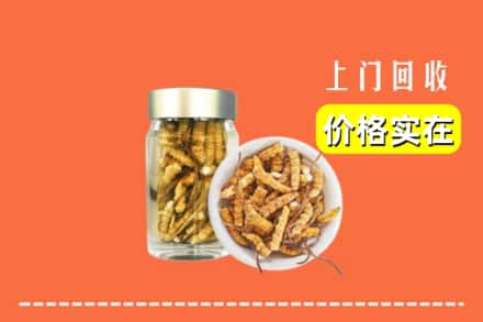 宜春市回收散虫草